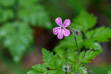 Beautiful spring flowering meadow of fresh flowers