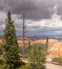 Trees in bryce canyon in the united states of america