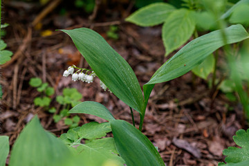 Beautiful spring blooming lilies of the valley with drops of flowers dew