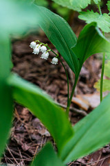 Beautiful spring blooming lilies of the valley with drops of flowers dew