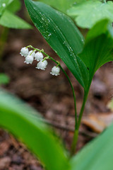 Beautiful spring blooming lilies of the valley with drops of flowers dew