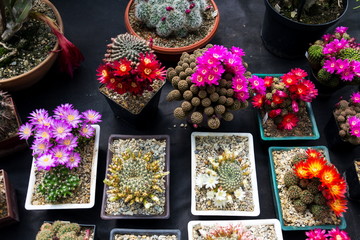 Beautiful colorful blooming cactus flower plants, orangery greenhouse
