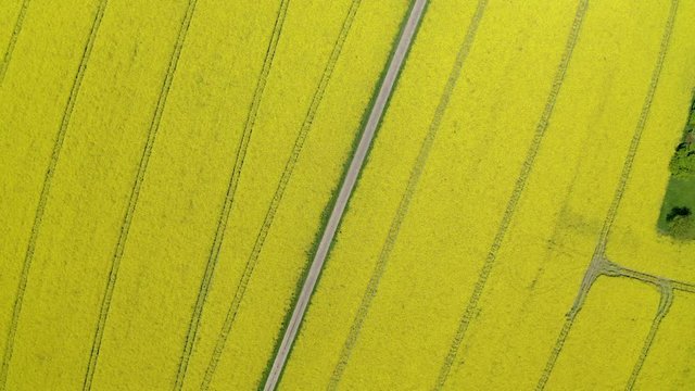 Aerial view, flight over agriculture with cereal fields and rapeseed cultivation, Sch&ouml;ffengrund, Schwalbach, Hochtaunuskreis, Hesse, Germany