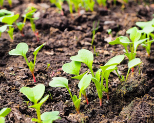 radish