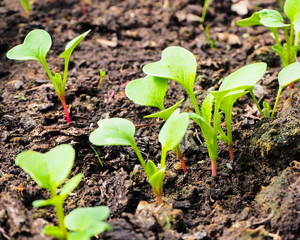 radish