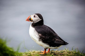 Atlantic puffins on the Faroe Islands.