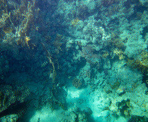 Plakat sea fish near coral, underwater