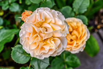 Patio Hit rose 'Brandi Hit'