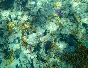 sea fish near coral, underwater