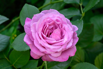 Purple mauve colored rose 'Neptune'