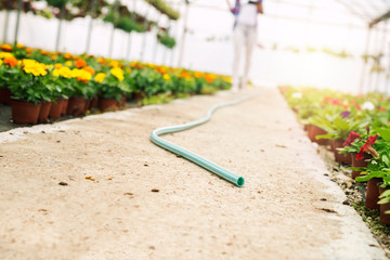 Close up view of watering hose in greenhouse garden center. Watering plants and irrigation concept.