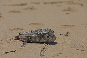 Toter Fisch Kugelfisch am Strand