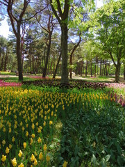 ひたち海浜公園の花々