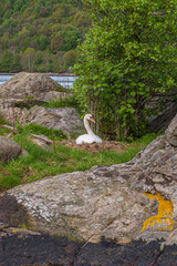 Mute swan (Cygnus olor) in a nest.