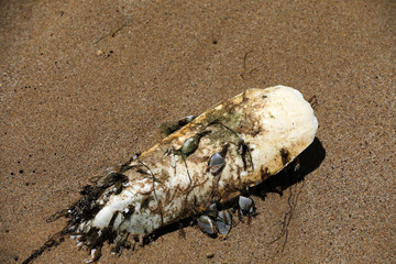 Schulp Tintenfisch Knochen