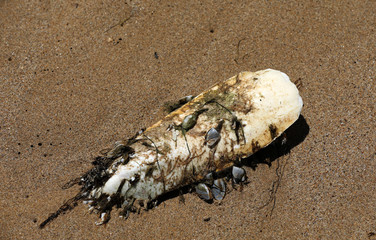 Schulp Tintenfisch Knochen