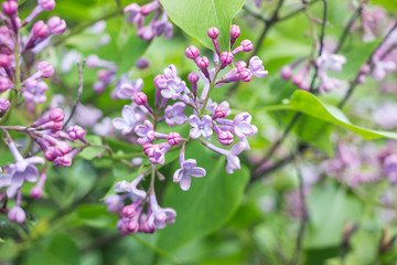 blooming violet syringa lilac flower on branches 