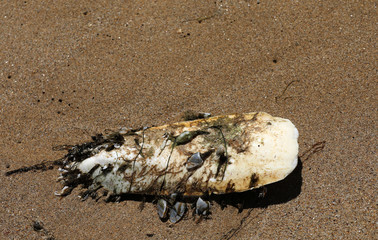 Schulp Tintenfisch Knochen