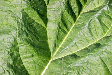 close up of leaf vein on rhubarb plant leaf