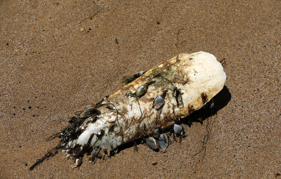 Schulp Tintenfisch Knochen