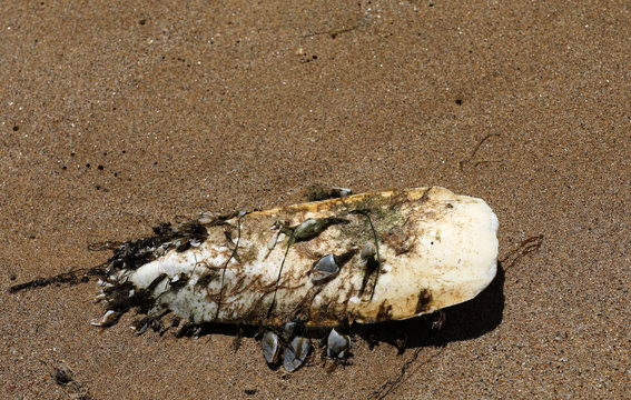 Schulp Tintenfisch Knochen