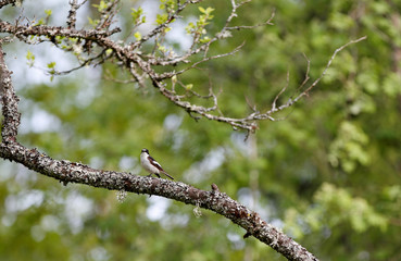 A Pied flycatcher male sitting on a maple tree branch observing his territory