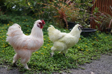 cock and hen