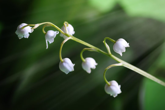 Bells Of A Lily Of The Valley Close Up In The Nature.