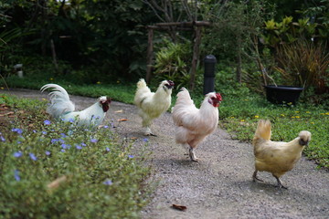 chickens on the farm