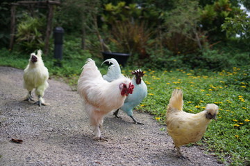 chickens on farm