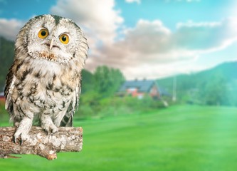Owl.