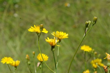 Fototapeta premium rayito de sol