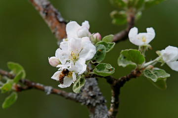 A wasp on the white flower of a blooming apple tree in spring