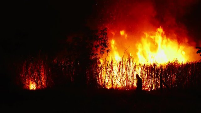 Farmers burn sugar cane fire plantation at night befor harvest.