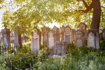 Jewish cemetery, graves near a tree