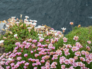 Small flowers grow on the edge of a cliff, Inismore, Aran islands, Ireland.