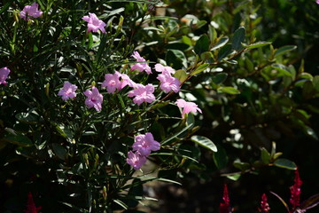 Naklejka premium Beautiful flowers in the garden Blooming in the summer.
