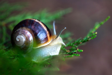 beautiful snail in the garden crawling on a tree branch
