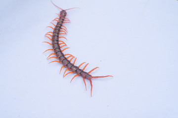 Centipede is one of poisonous insects.