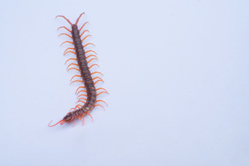 Centipede is one of poisonous insects.