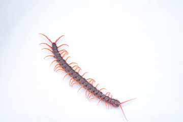 Centipede is one of poisonous insects.