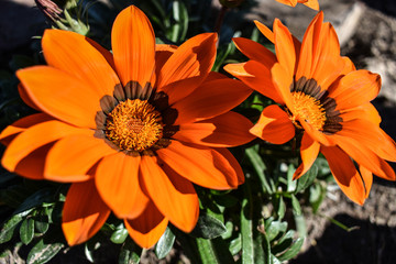 Flor, Naranja, Flower, planta, plant, primavera, spring