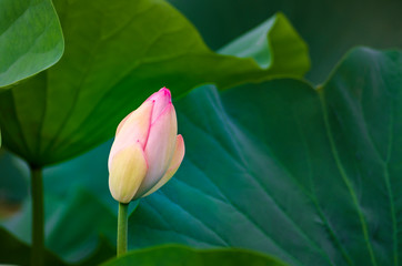 Blooming lotus flower bud and green leaves