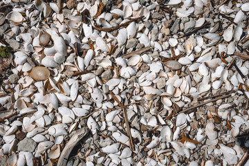 Seashell background A large number of small seashells. texture on the marine theme, top view