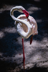 Flamingo Phoenicopteridae Beautiful Bird