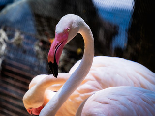 Flamingo Phoenicopteridae Beautiful Bird