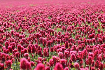 Field of red clover close up.