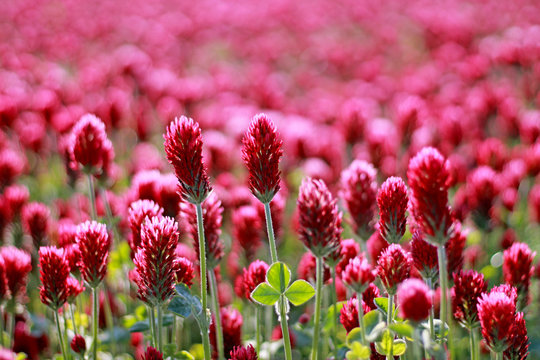 Field of red clover close up.