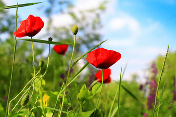Obraz premium poppies blooming in the wild meadow