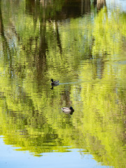 Beautiful summer landscape.
